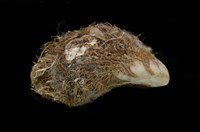 藏品(毛貽貝)的圖片